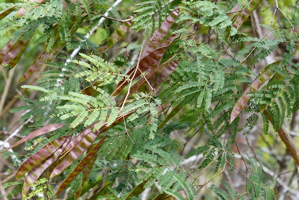 Lysiloma microphyllum